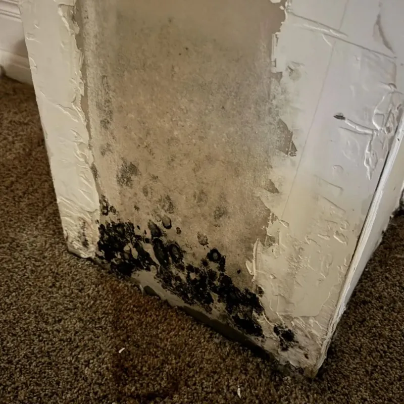 Professional Mold Removal in Beverly Hills, CA